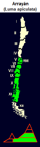 Array�n (lat. Luma apiculata), mapa
                                y dise�o gr�fico de la 5� a la 11�
                                regi�n de Chile