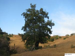 �rbol
                          grande de Quillay