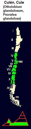 Cul�n, Cule (Otholobium
                                glandulosum, Psoralea glandulosa), mapa
                                y dise�o gr�fico de la distribuci�n de
                                la 4� a la 10� regi�n de Chile
