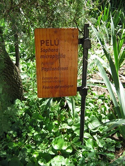 Tafel
                          des Schnurbaums (span. Pel�, auch Petrillo,
                          lat. Sophora microphylla)