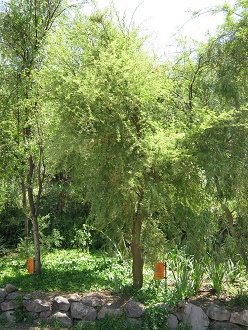 Schnurbaum (span. Pel� (lat. Sophora
                          microphylla)