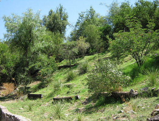 Str�ucher und B�ume am Hang im
                          Botanischen Garten "Mapulemu" von
                          Santiago de Chile