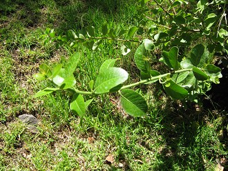 Litre
                          (lat. Lithraea chilensis, auch Lithraea
                          caustica), Nahaufnahme der Bl�ttchen
