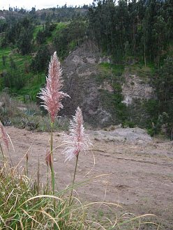 Chispa-Gras