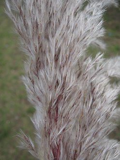 Chispa-Gras, Samen
