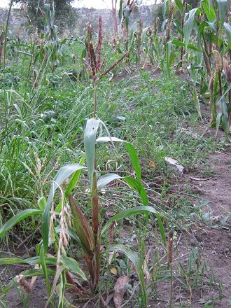 Maispflanze noch in Bl�te, Nahaufnahme