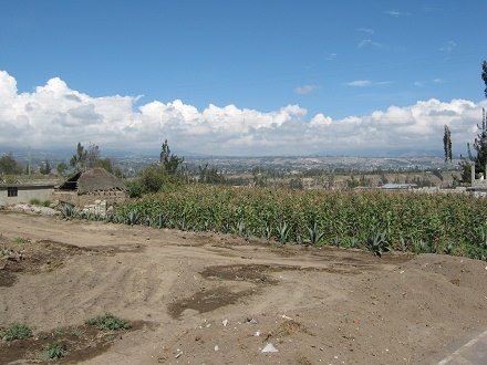 Maisfeld mit Cabuya