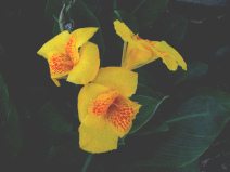 Guayaquil, Promenade 2000, Blume
                                  in Gelb