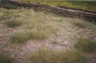Country wall bordering fields