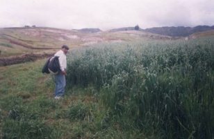 Oat
                      field