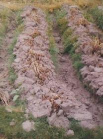 Frozen potato field