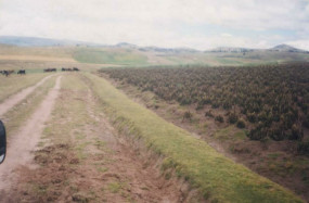 Country road with primitive ditch