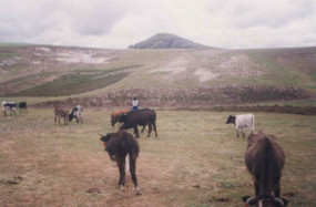 Cattle herd 02