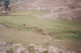 Pasture with cattle and field walls