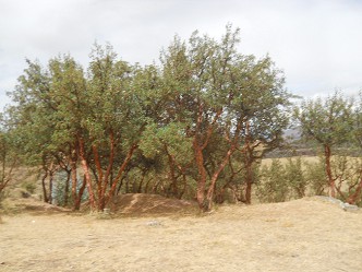 B�ume in der Zone des kleinen
                Steinbruchs von Sacsayhuam�n