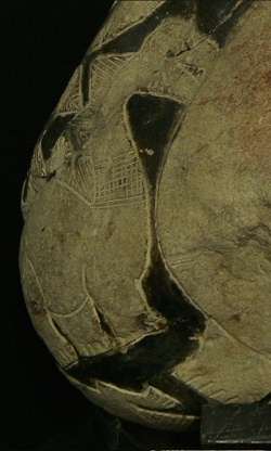 Detalle, un dinosaurio peque�o 02