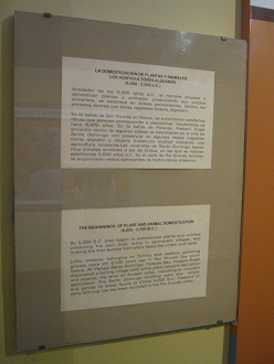 Text about domestication of hunters
                              and gatherers with agriculture