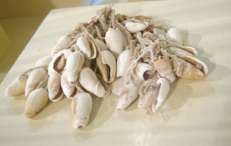 Una matraca que consiste en caracoles
                              del mar
