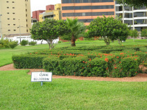 Miraflores, Park am Malecon Cisneros,
                          Baum-Palme-Baum-Arrangement