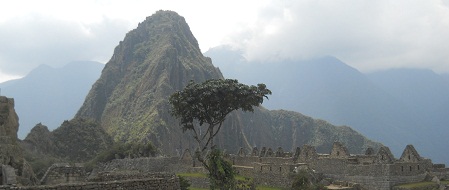 Cantera de Machu Picchu con vista a un �rbol y
                    al mirador Huaynapicchu 02