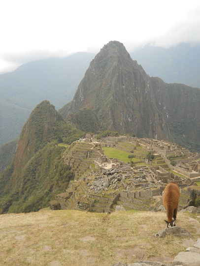 Vicu�a con Machu Picchu (miradores Huchuypicchu
                    y Huaynapicchu, cantera grande, templos, pir�mide
                    del sol, zona de la piedra sagrada, casitas de obra,
                    plaza central, templo de espejos o morteros, muros
                    grandes, prisi�n en forma de un �guila)