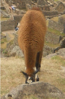 Vicu�a comiendo con Machu Picchu 06, primer
                    plano