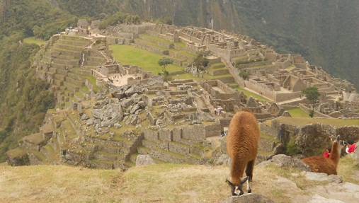 Vicu�as con Machu Picchu 07