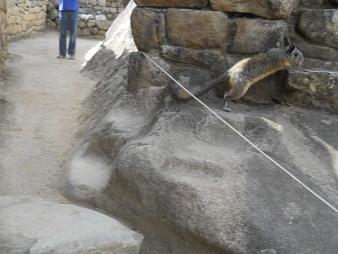 Machu Picchu und ein Wiesel im Adlergef�ngnis [Adlertempel?]  01