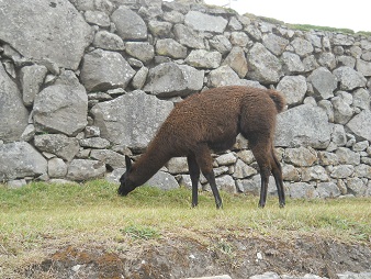 Machu Picchu, ein braunes Lama in der hohen Landwirtschaftszone