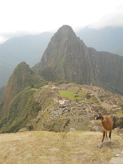 Vicunia mit Machu Picchu 08 (grosser
                    Steinbruch, Tempelanlagen, Sonnenpyramide, der
                    Weiler mit dem heiligen Stein, Arbeiterh�uschen,
                    Zentralplatz, Spiegeltempel oder M�rsertempel, die
                    grosse Mauer, das Adlergef�ngnis oder der
                    Adlertempel)