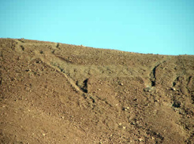 Ein
                          Geoglyph in Form eines Lamas, z.B. an der
                          arch�ologischen St�tte "Chen-Chen",
                          s�d�stlich von Maquegua in S�d-Peru