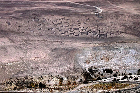 Genauer gesagt stammen diese
                            Lama-Geoglyphen aus Tiliviche und
                            "h�ngen" an einer sehr hohen
                            Felswand.