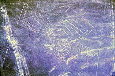 Il
                      pellicano nella realt�, si pu� notare che sulla
                      mappa dell'istituto manca la linea retta che
                      attraversa la coda