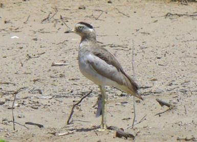 Huerequeque (Perutriel, burhinus
                        superciliaris)