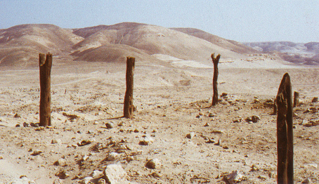 S�ulenbereich
                ("estaquer�a") (02), das Foto zeigt einen
                Ausschnitt aus dem Bereich mit 240 Huarangopf�hlen des
                Treppentempels ("Templo del escalonado") in
                Cahuachi bei Nasca
