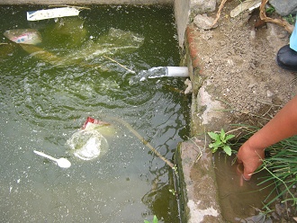 Es kommt sauberes Wasser, aber rundherum
                        ist das Wasser total verschmutzt