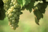 Vid, uvas