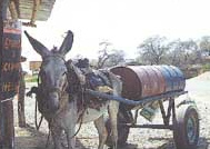 Burro peruano