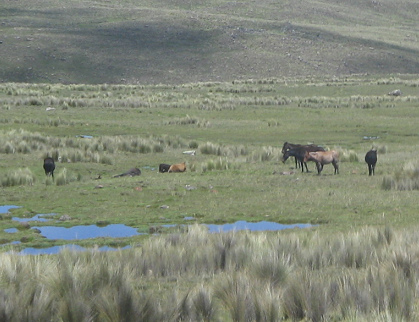 Teichlandschaft und Tiergruppe (02)
