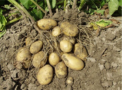 Kartoffelernte