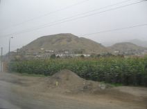 Panamericana, Feld und W�stenberge in der
                        Ebene von Chancay und Huaral (05)