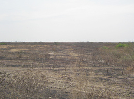 Panamericana, Steppe zwischen Zarumilla
                          und Tumbes