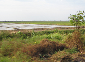 Reisfeld mit Baum bei Tumbes
                                    (02)
