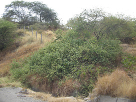 Panamericana Norte: Bergsteppe zwischen
                          Tumbes und Zorritos