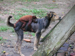 Amazonas-Flussdorf 02, oder ein Affe h�lt
                          sich an einem Hund fest