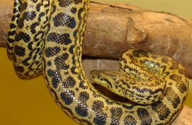 Anaconda amarilla con manchas largas, puentes,
              media lunas, l�neas largas en arcos, trapecios