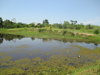 Fischteich in San Francisco, Region Pucallpa
